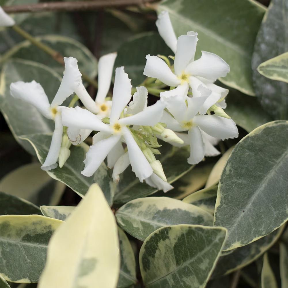 Iasomie Stelata Variegatum (Trachelospermum Jasminoides), planta cataratoare vesnic verde, parfumata, rezistenta frig, frunze verzi cu margini albe-galbene