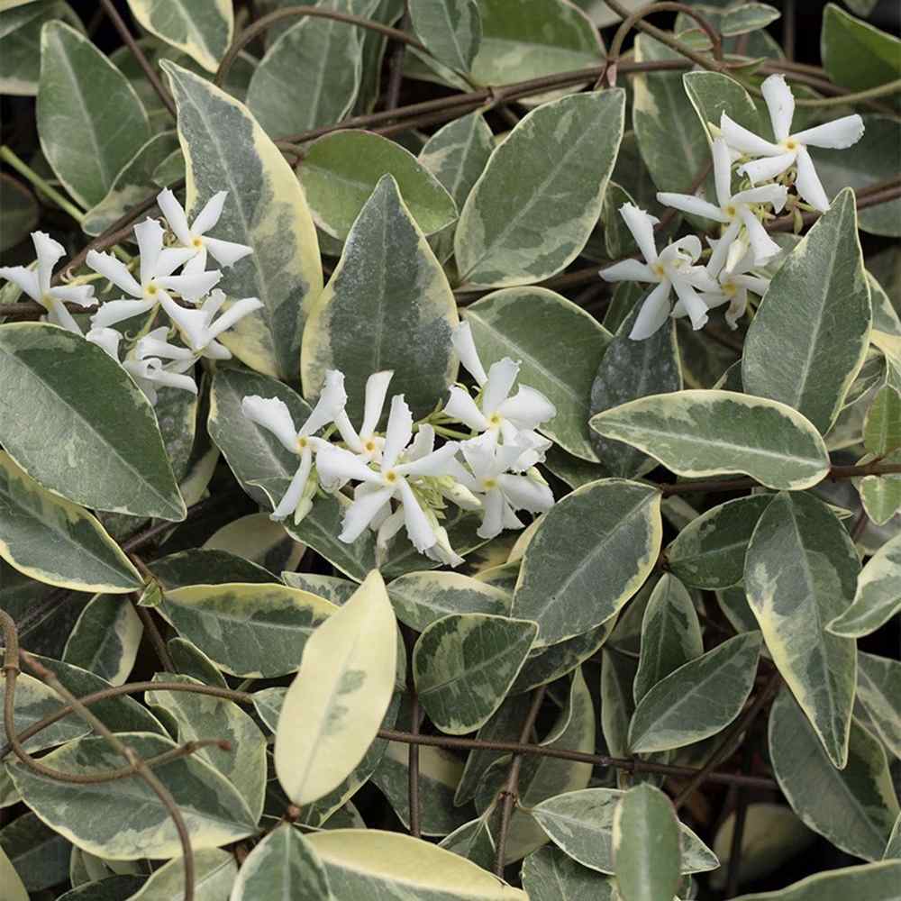 Iasomie Stelata Variegatum (Trachelospermum Jasminoides), planta cataratoare vesnic verde, parfumata, rezistenta frig, frunze verzi cu margini albe-galbene