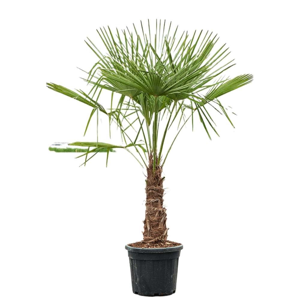 Palmier Morisca Trachycarpus Fortunei, rezistent la ger, frunzis exotic, crestere moderata, tulpina 50-60 cm, inaltime 180 cm