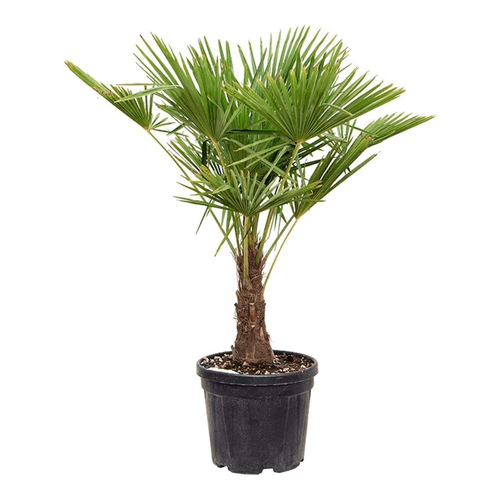 Palmier Morisca Trachycarpus Fortunei, rezistent la ger, frunzis exotic, crestere moderata, tulpina 50 cm, inaltime 140-160 cm