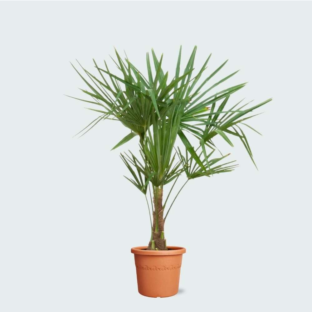 Palmier Morisca Trachycarpus Fortunei, rezistent la ger, frunzis exotic, crestere moderata, tulpina 30 cm, inaltime 180 cm