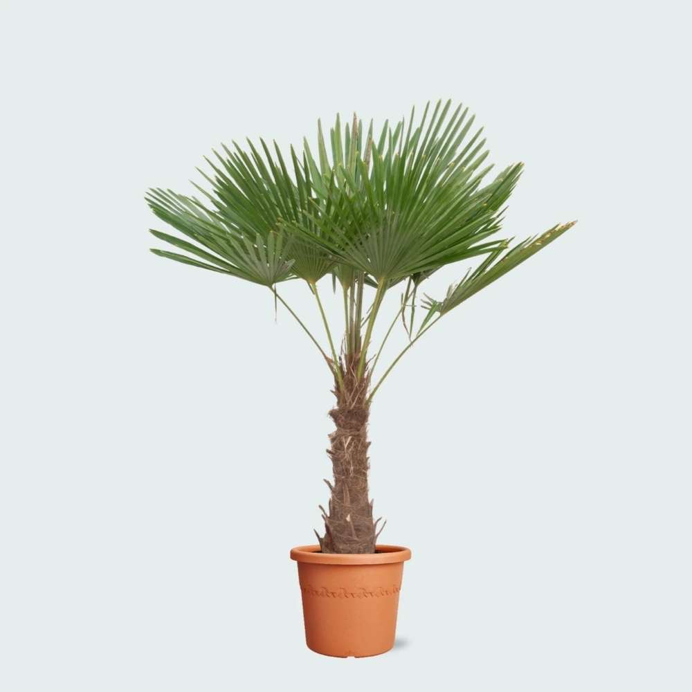 Palmier Morisca Trachycarpus Fortunei, rezistent la ger, frunzis exotic, crestere moderata, tulpina 30 cm, inaltime 140-160 cm