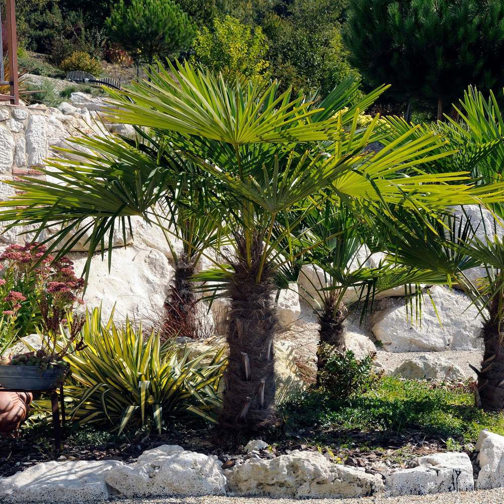 Palmier Morisca Trachycarpus Wagnerianus, planta exotica cu frunze evantai. rezistenta la frig - 50 cm