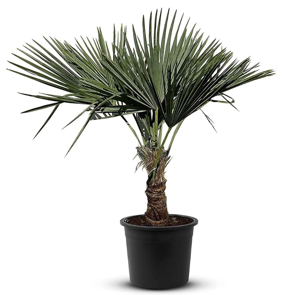 Palmier Morisca Trachycarpus Fortunei, rezistent la ger, frunzis exotic, crestere moderata, tulpina 80-100 cm, inaltime 160 cm