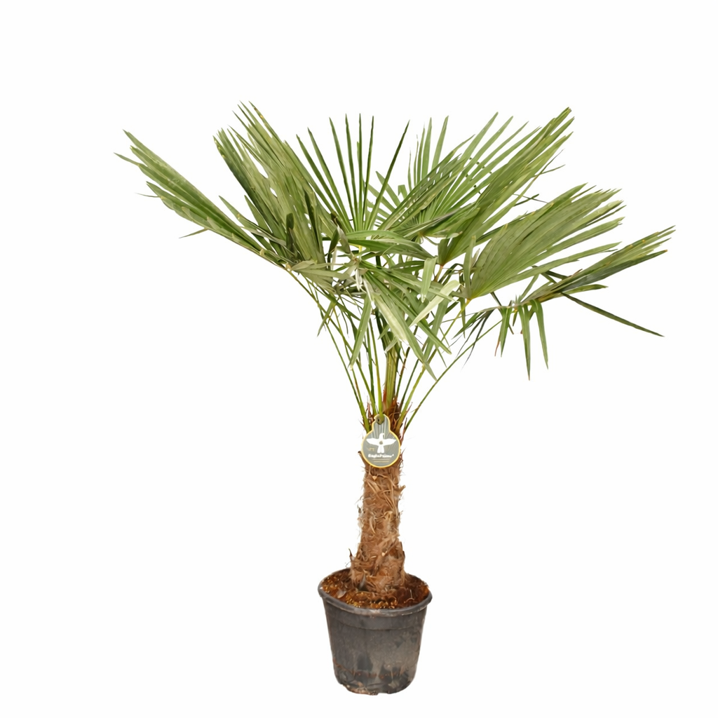 Palmier Morisca Trachycarpus Fortunei, rezistent la ger, frunzis exotic, crestere moderata, tulpina 50-60 cm, inaltime 190-200 cm