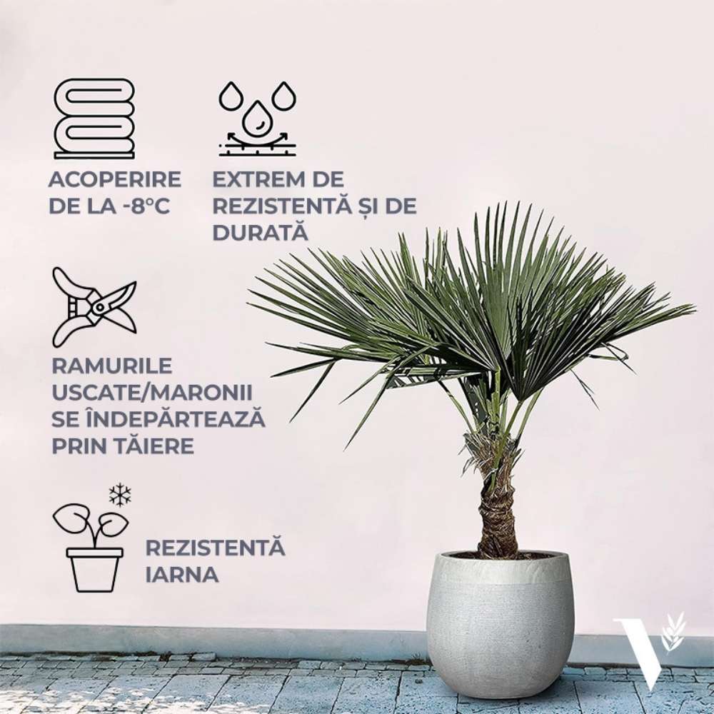 Palmier Morisca Trachycarpus Fortunei, rezistent la ger, frunzis exotic, crestere moderata, tulpina 30 cm, inaltime 180 cm