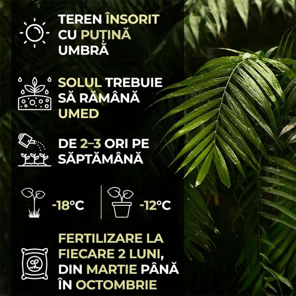 Palmier Morisca Trachycarpus Fortunei, rezistent la ger, frunzis exotic, crestere moderata, tulpina 80-100 cm, inaltime 160 cm