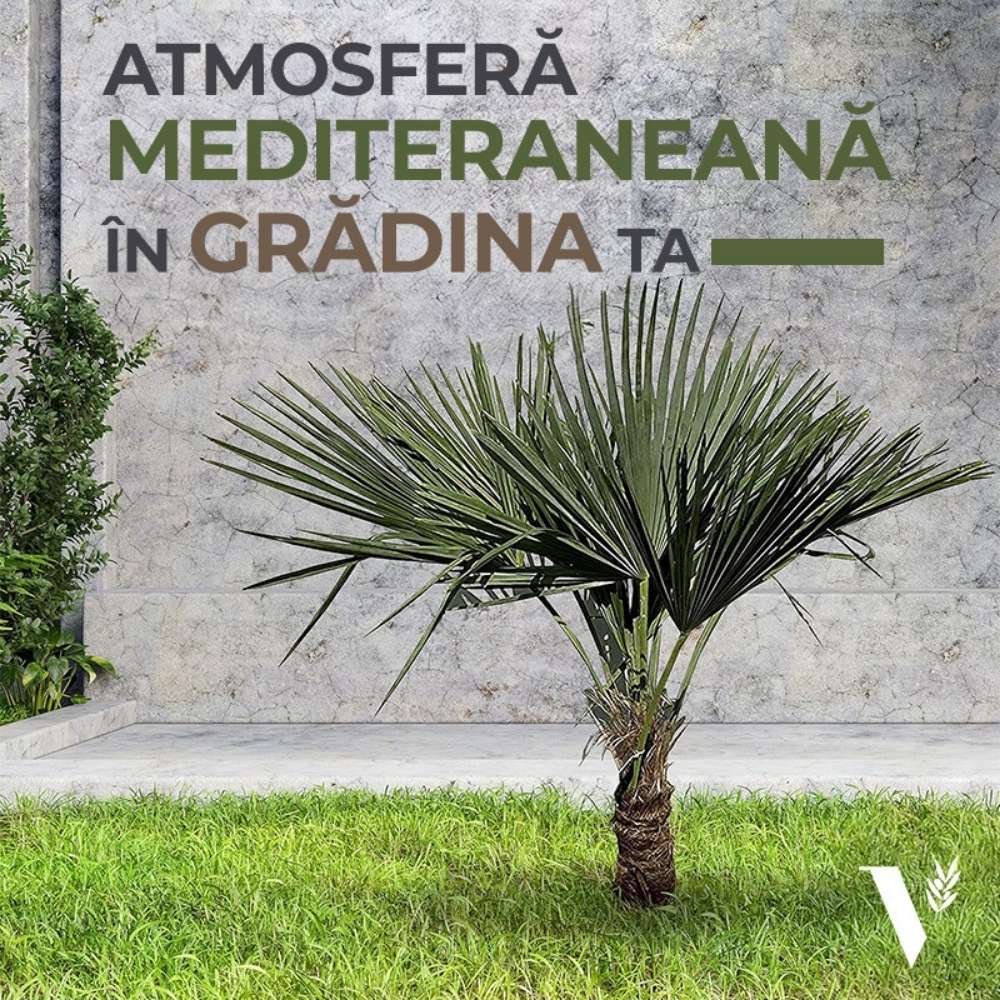 Palmier Morisca Trachycarpus Fortunei, rezistent la ger, frunzis exotic, crestere moderata, tulpina 80-100 cm, inaltime 160 cm