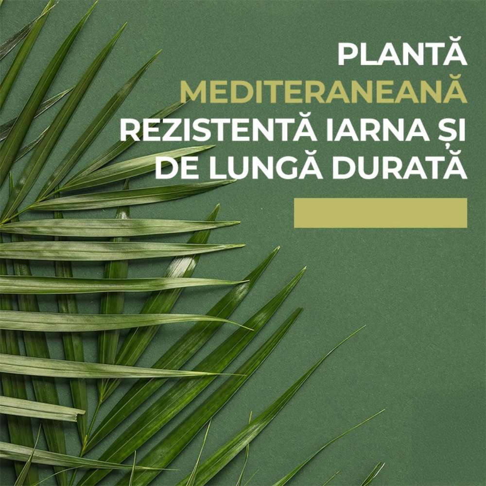 Palmier Morisca Trachycarpus Fortunei, rezistent la ger, frunzis exotic, crestere moderata, tulpina 80-100 cm, inaltime 160 cm