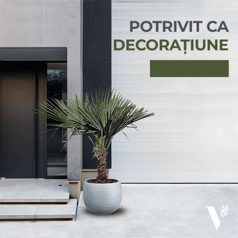 Palmier Morisca Trachycarpus Fortunei, rezistent la ger, frunzis exotic, crestere moderata, tulpina 30 cm, inaltime 180 cm