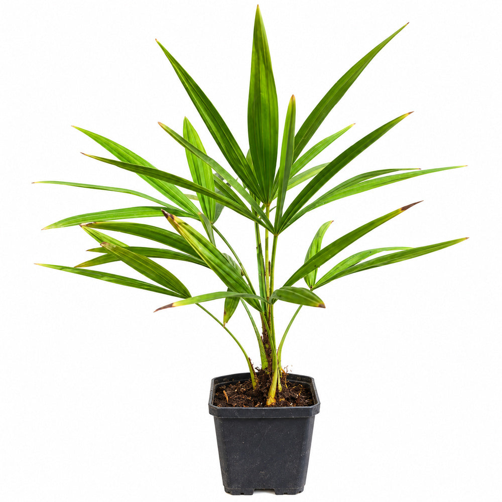 Palmier Morisca Trachycarpus Fortunei, 20 cm, rezistent la ger, frunzis exotic, crestere moderata