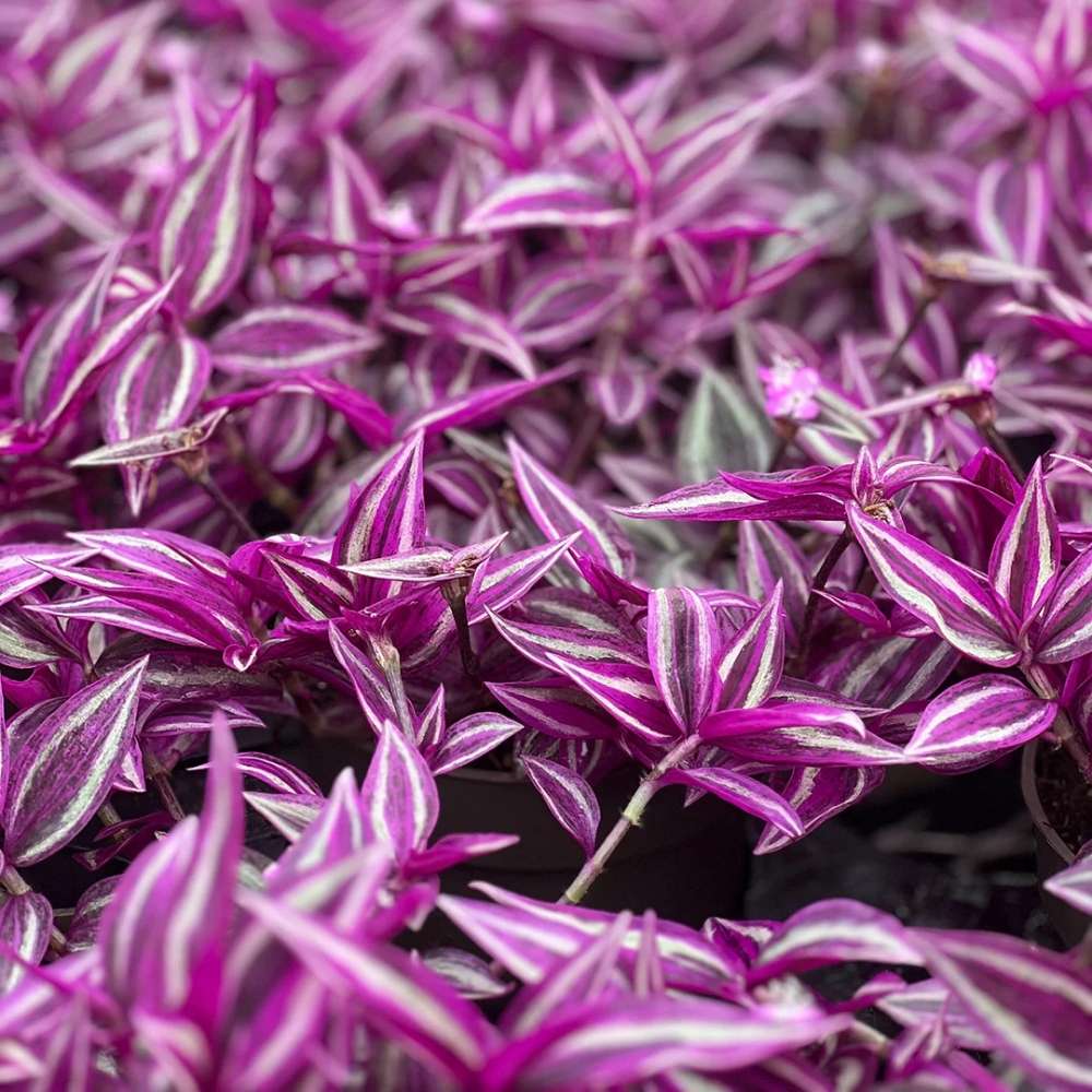 Tradescantia Zebrina Pink Paradise, 40 cm, planta de interior cu frunze roz verzi argintii, crestere rapida
