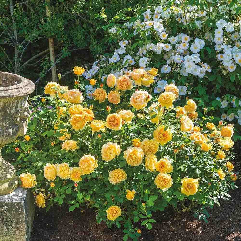 Trandafir englezesc David Austin Golden Celebration - trandafir galben auriu, parfum puternic, inflorire repetata, rezistent la frig