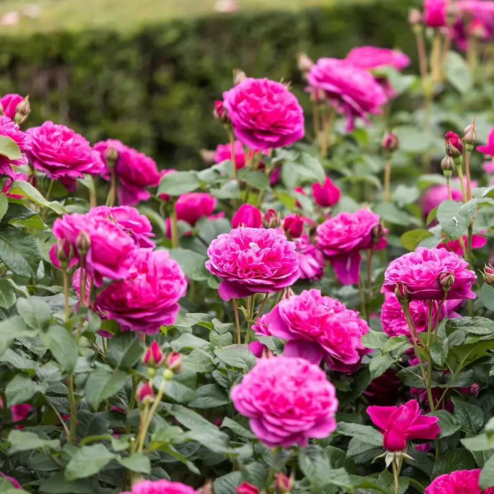 Trandafir englezesc David Austin James L. Austin - trandafir roz intens, flori duble, parfum fructat, inflorire repetata