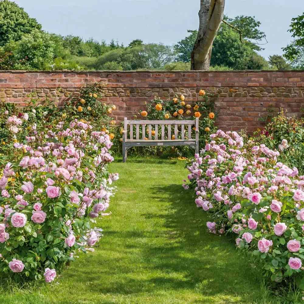 Trandafir englezesc David Austin Olivia Rose Austin® - trandafir roz delicat, flori duble, parfum intens, inflorire repetata