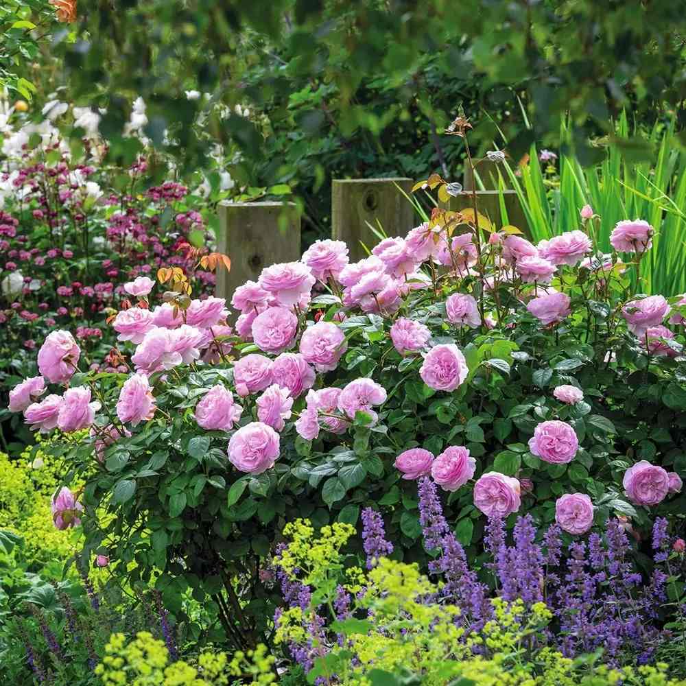 Trandafir englezesc David Austin Olivia Rose Austin® - trandafir roz delicat, flori duble, parfum intens, inflorire repetata