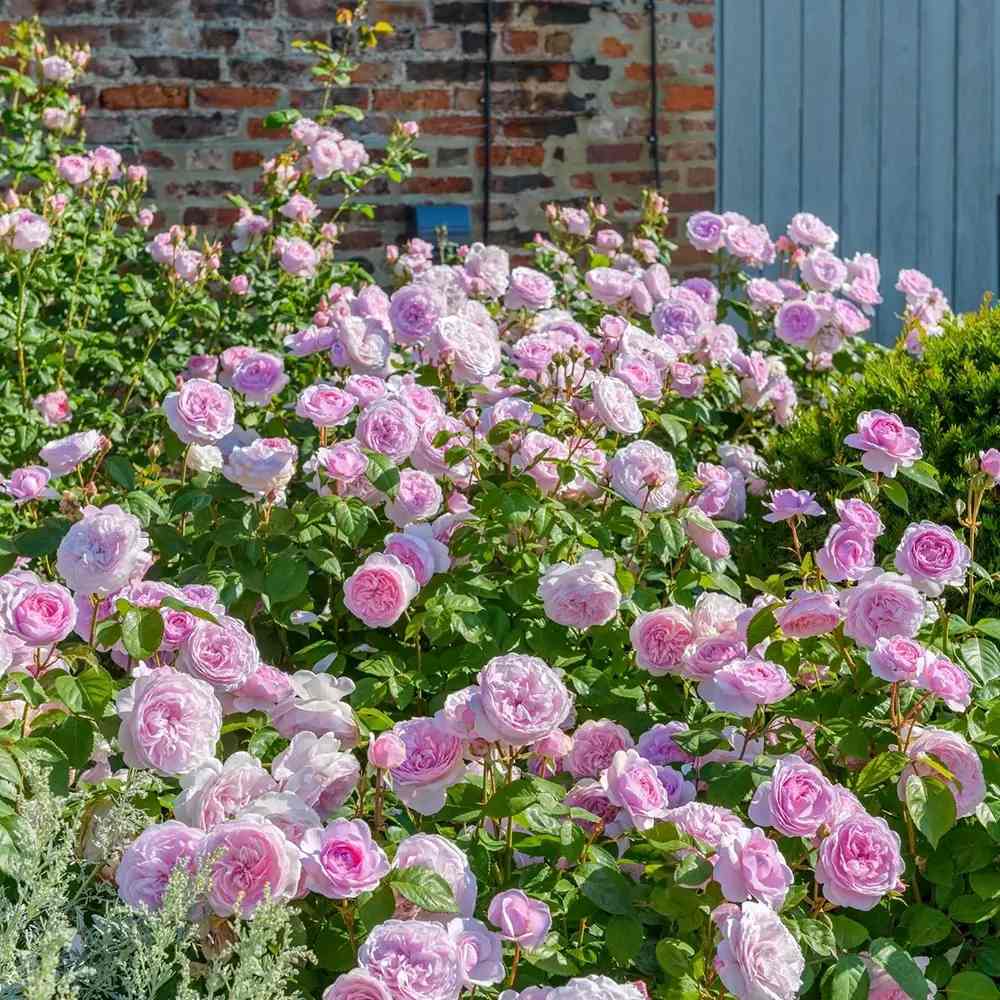 Trandafir englezesc David Austin Olivia Rose Austin® - trandafir roz delicat, flori duble, parfum intens, inflorire repetata