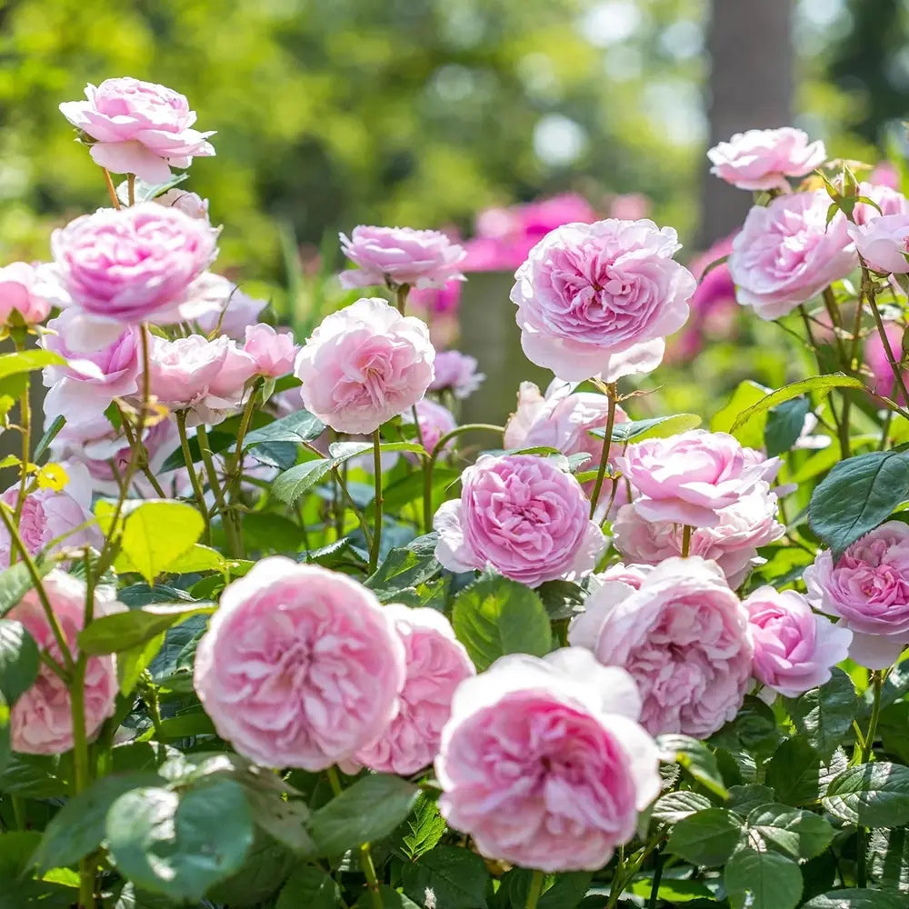 Trandafir englezesc David Austin Olivia Rose Austin® - trandafir roz delicat, flori duble, parfum intens, inflorire repetata