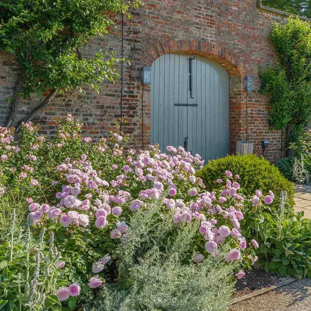 Trandafir englezesc David Austin Olivia Rose Austin® - trandafir roz delicat, flori duble, parfum intens, inflorire repetata