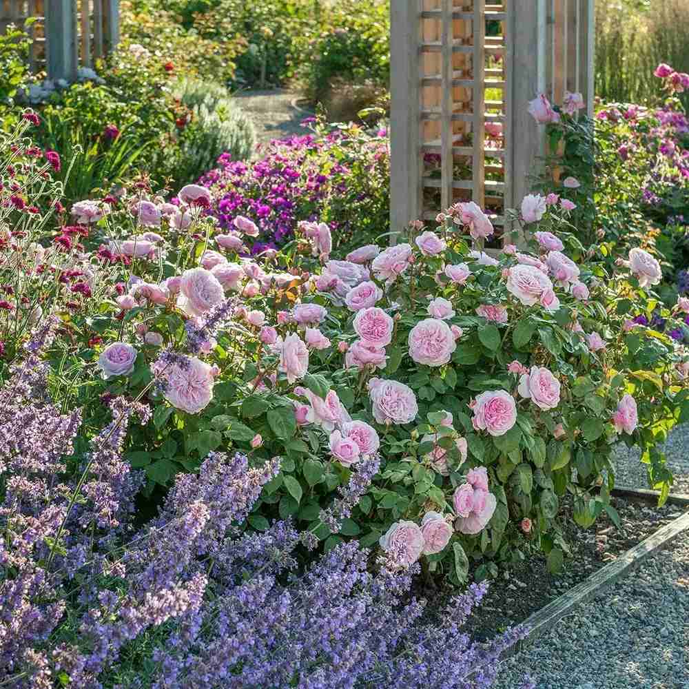 Trandafir englezesc David Austin Olivia Rose Austin® - trandafir roz delicat, flori duble, parfum intens, inflorire repetata