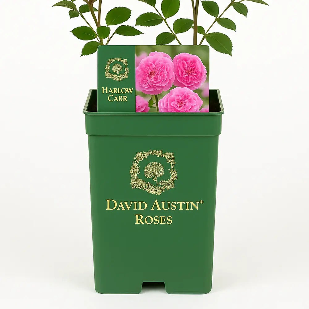 Trandafir englezesc David Austin Harlow Carr cu flori roz parfumate, inflorire continua, rezistent la frig