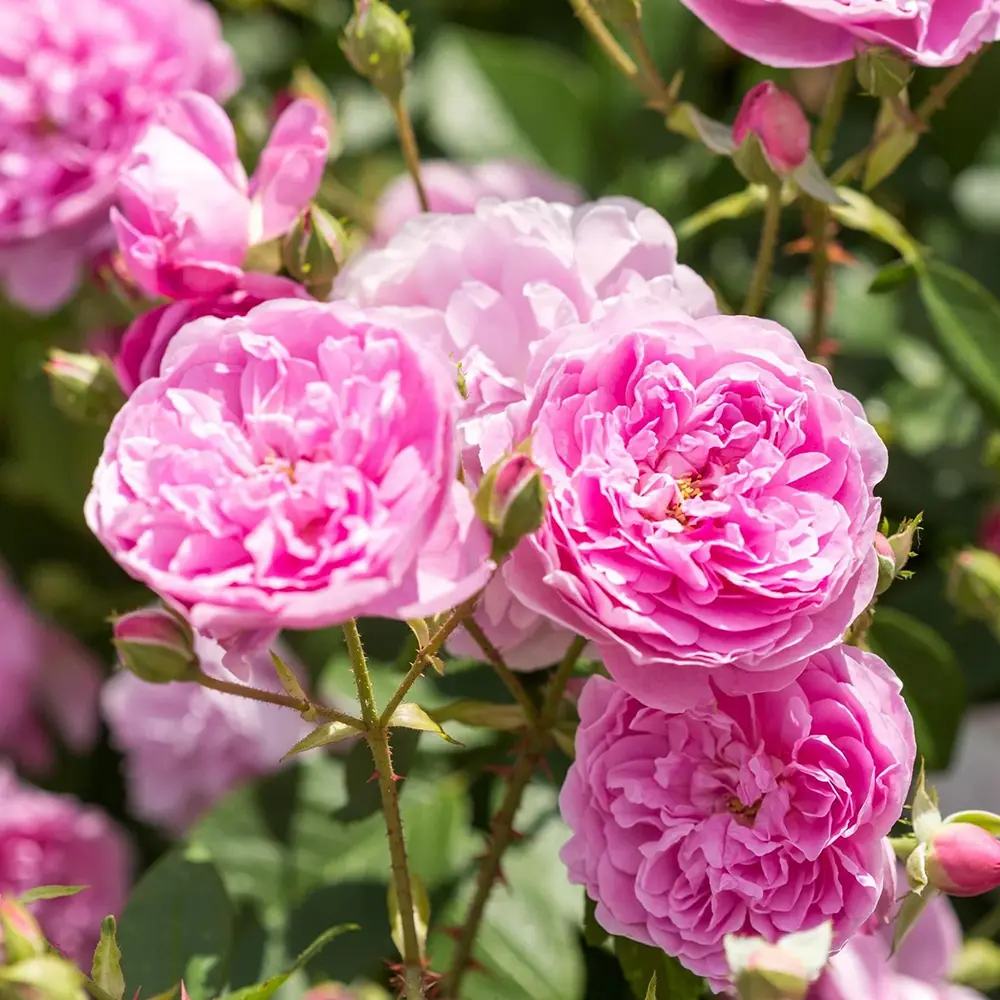 Trandafir englezesc David Austin Harlow Carr cu flori roz parfumate, inflorire continua, rezistent la frig