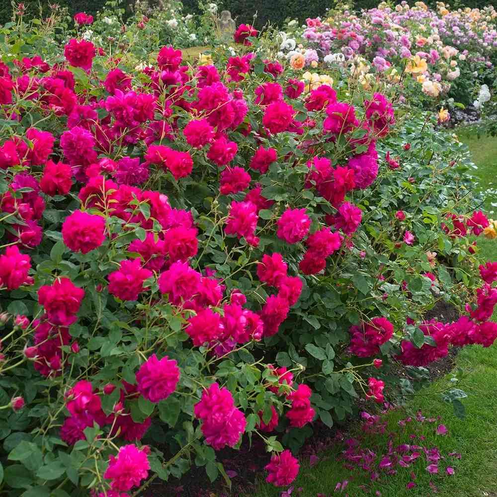 Trandafir englezesc David Austin Thomas à Becket - trandafir rosu-magenta intens, flori semi-duble, parfum puternic, inflorire repetata