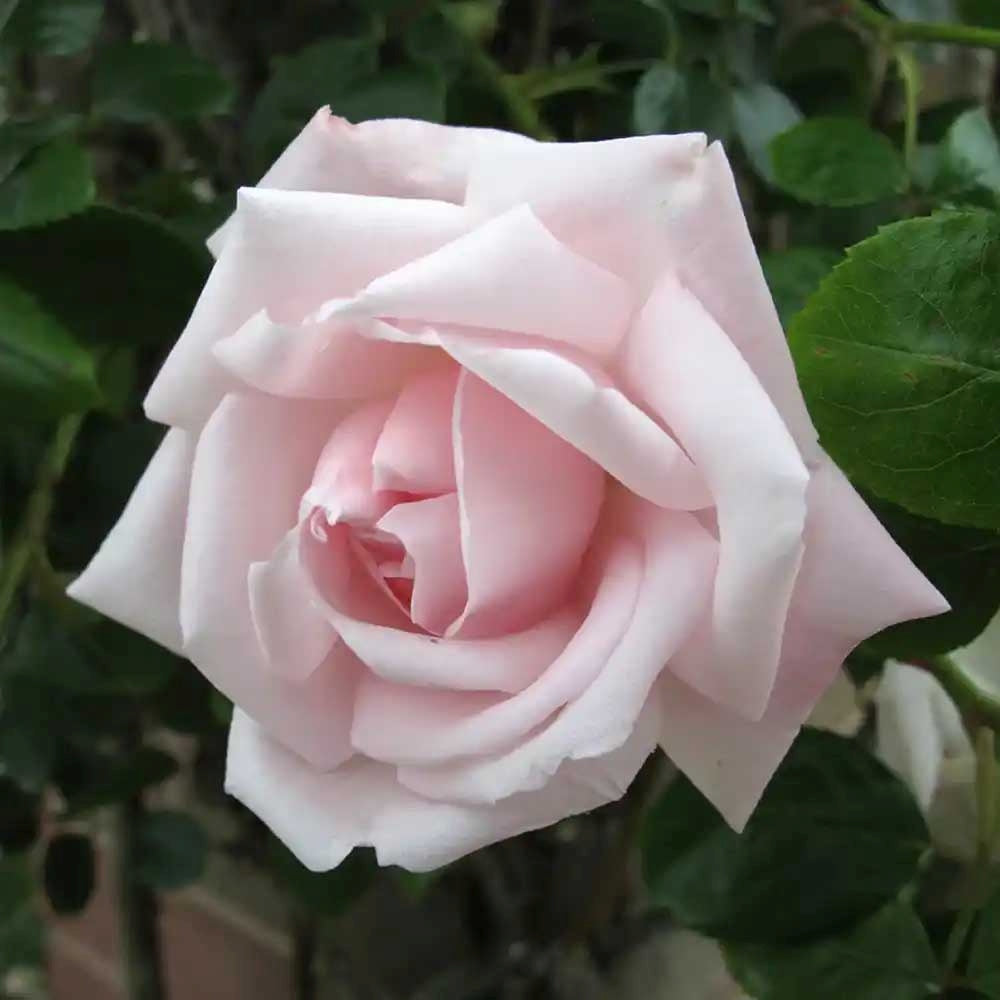 Trandafir catarator roz-crem New Dawn, parfum intens