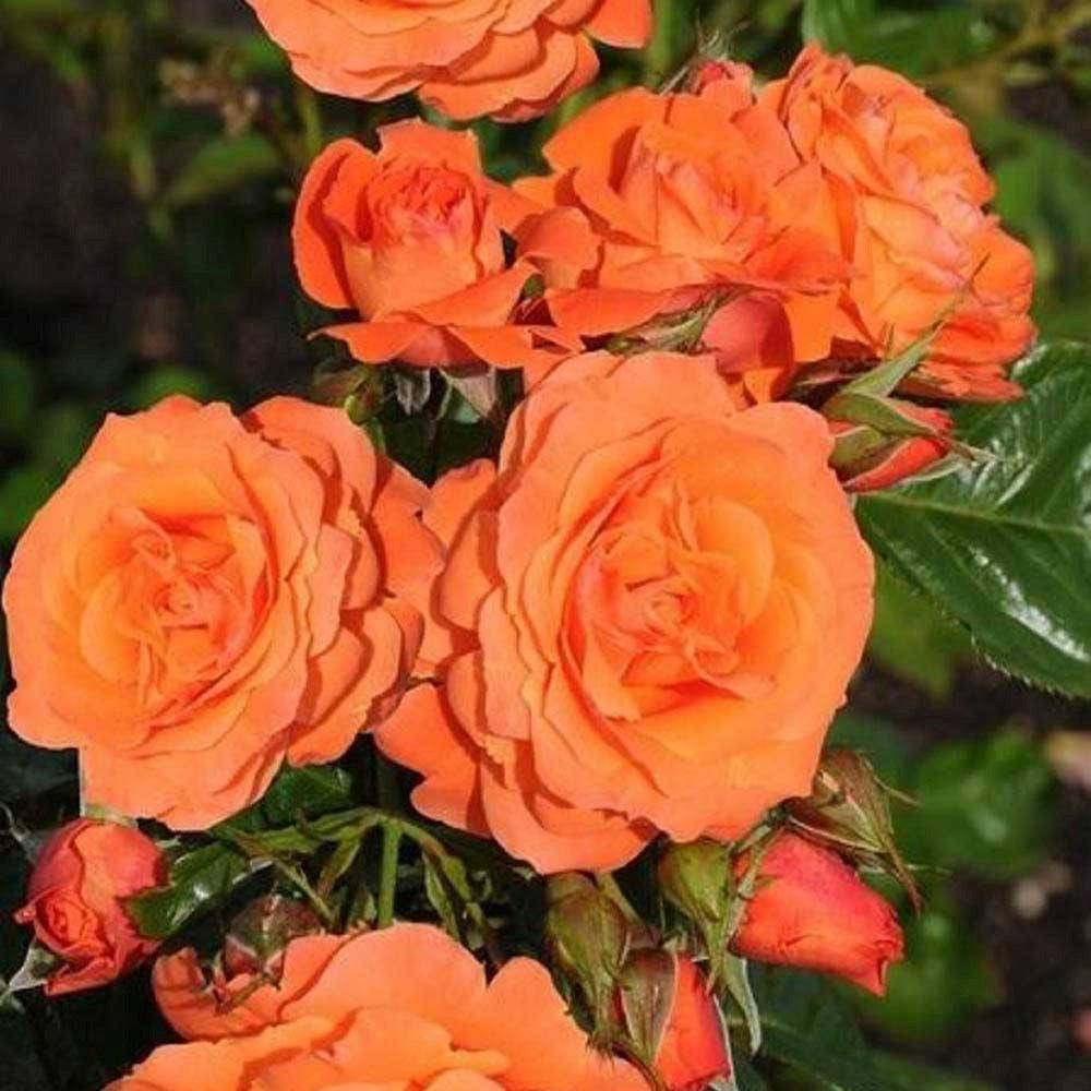 Trandafir Catarator piersica-portocaliu Newsflash, inflorire repetata