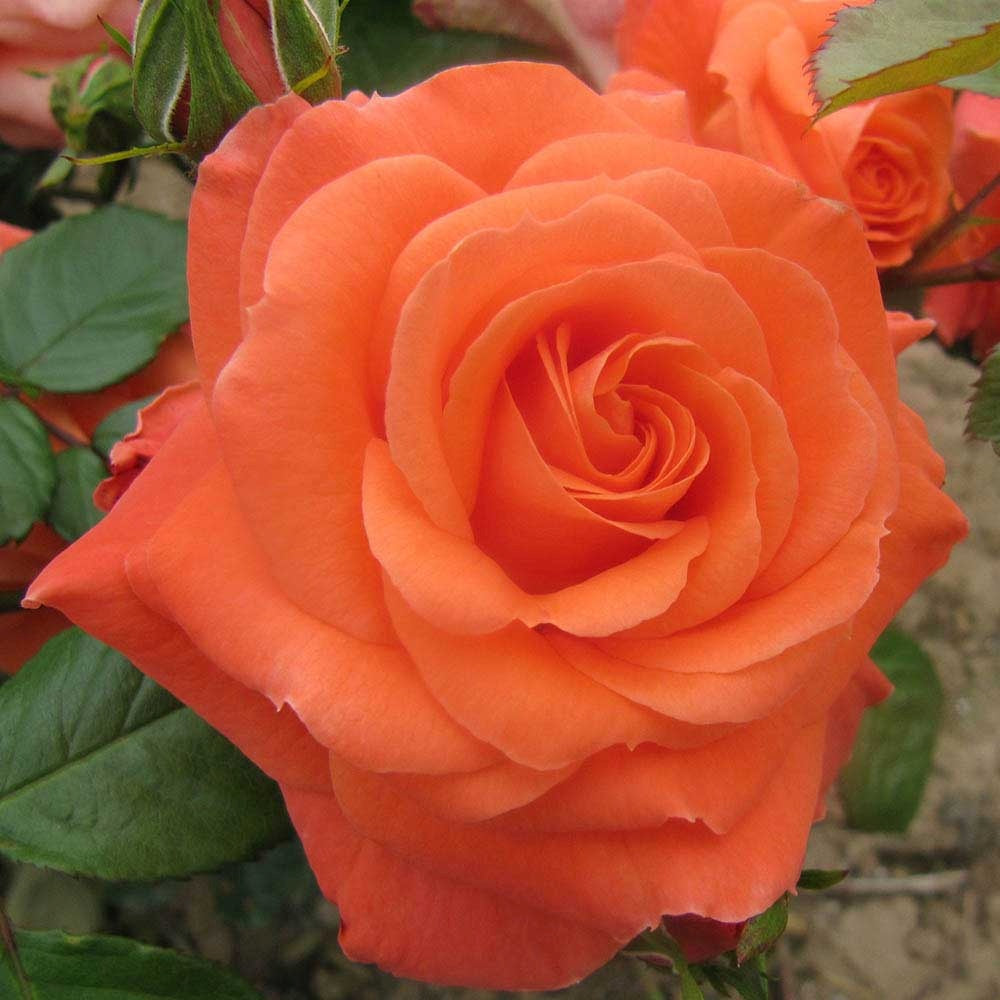Trandafir Catarator piersica-portocaliu Newsflash, inflorire repetata