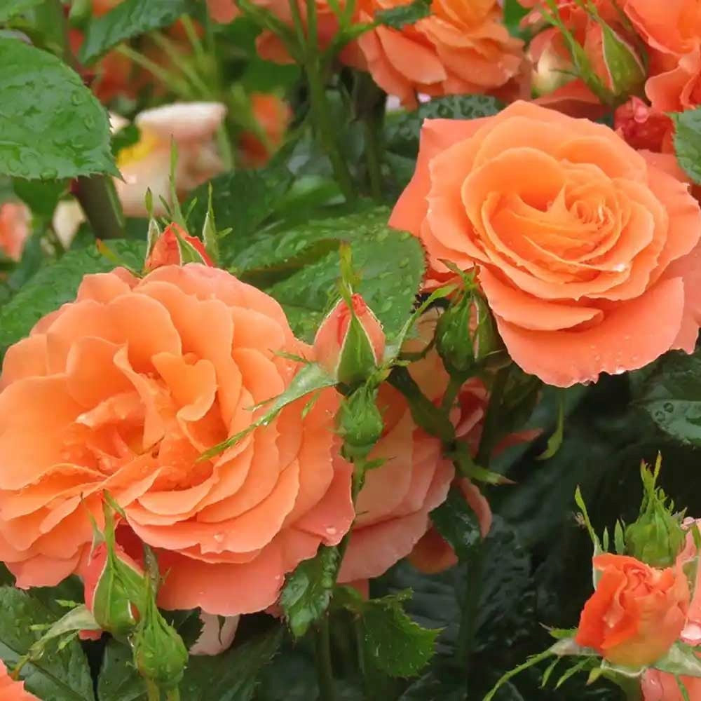 Trandafir Catarator piersica-portocaliu Newsflash, inflorire repetata