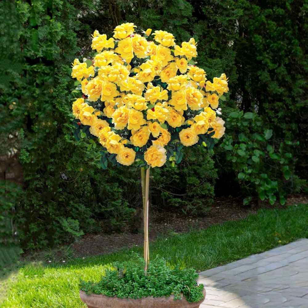 Trandafir Pomisor galben Sunmaid, parfum puternic, inflorire repetata, pentru ghiveci si gradina