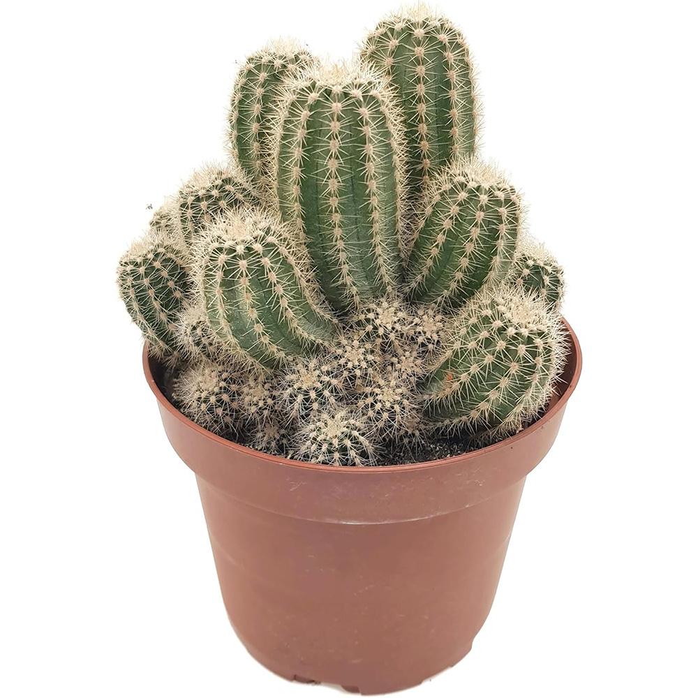 Cactus Trichocereus Huascha, cactus decorativ de interior cu flori rosii, usor de ingrijit, planta exotica - 30 cm