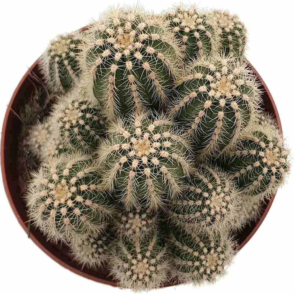 Cactus Trichocereus Huascha, cactus decorativ de interior cu flori rosii, usor de ingrijit, planta exotica - 30 cm