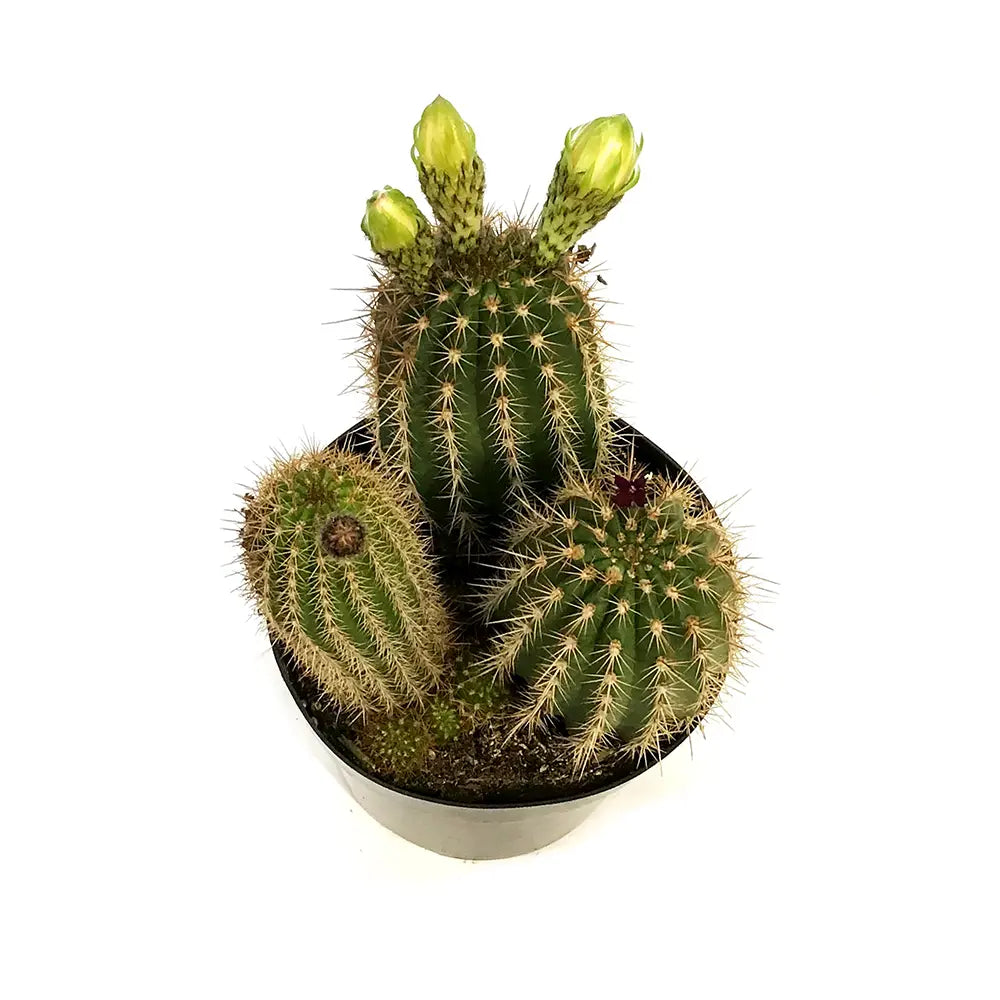 Cactus Trichocereus Huasc, cactus decorativ de interior cu flori rosii, usor de ingrijit, planta exotica - 10-20 cm