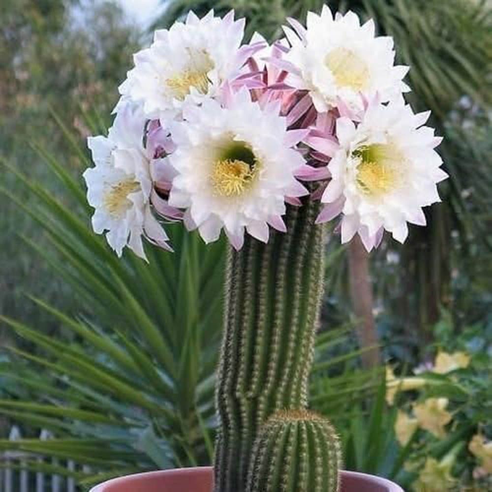 Cactus Trichocereus Huasc, cactus decorativ de interior cu flori rosii, usor de ingrijit, planta exotica - 10-20 cm
