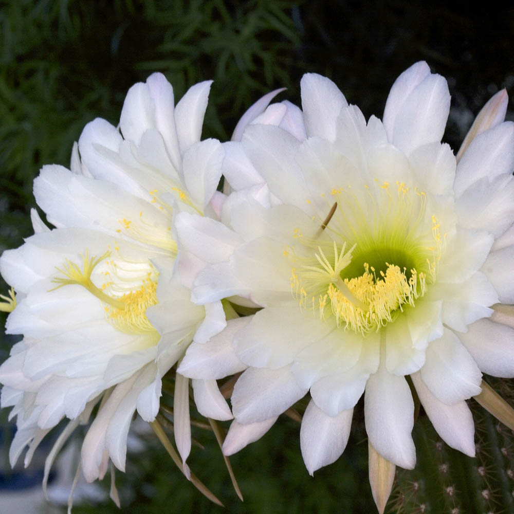 Cactus Trichocereus Huasc, cactus decorativ de interior cu flori rosii, usor de ingrijit, planta exotica - 10-20 cm