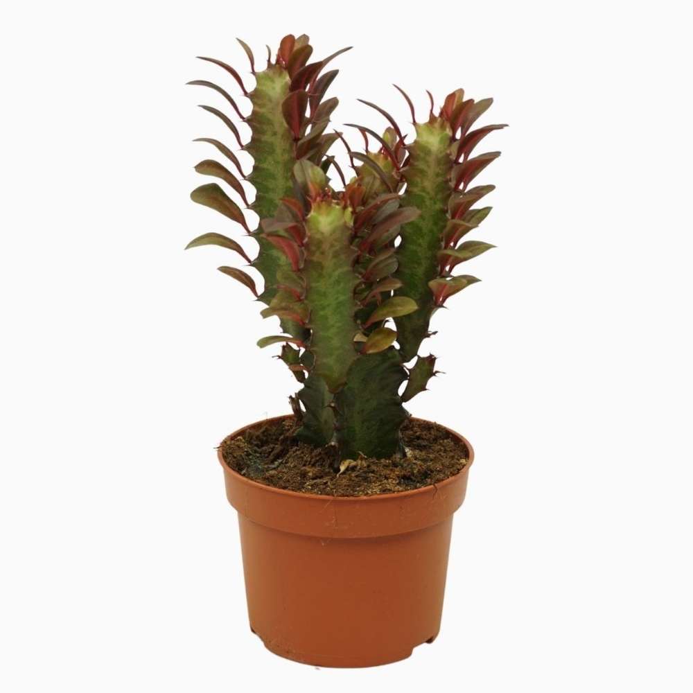 Cactus Candelabru Trigona Rubra - 30-40 cm