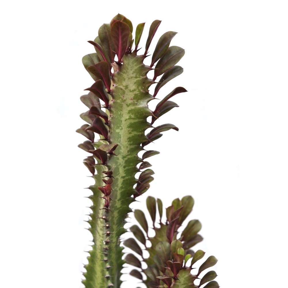 Cactus Candelabru Trigona Rubra - 30-40 cm