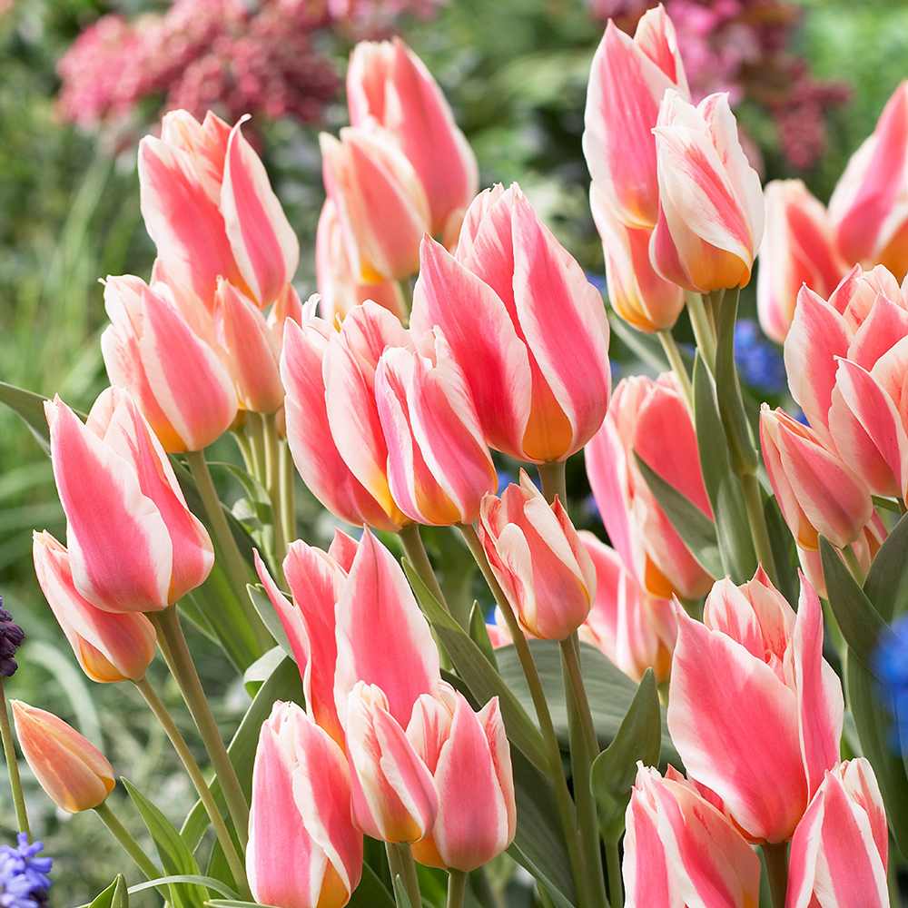 Bulbi Lalele Quebec, set de 7 buc cu flori roz-crem, roz-crem, inflorire aprilie, ideali pentru gradini si borduri