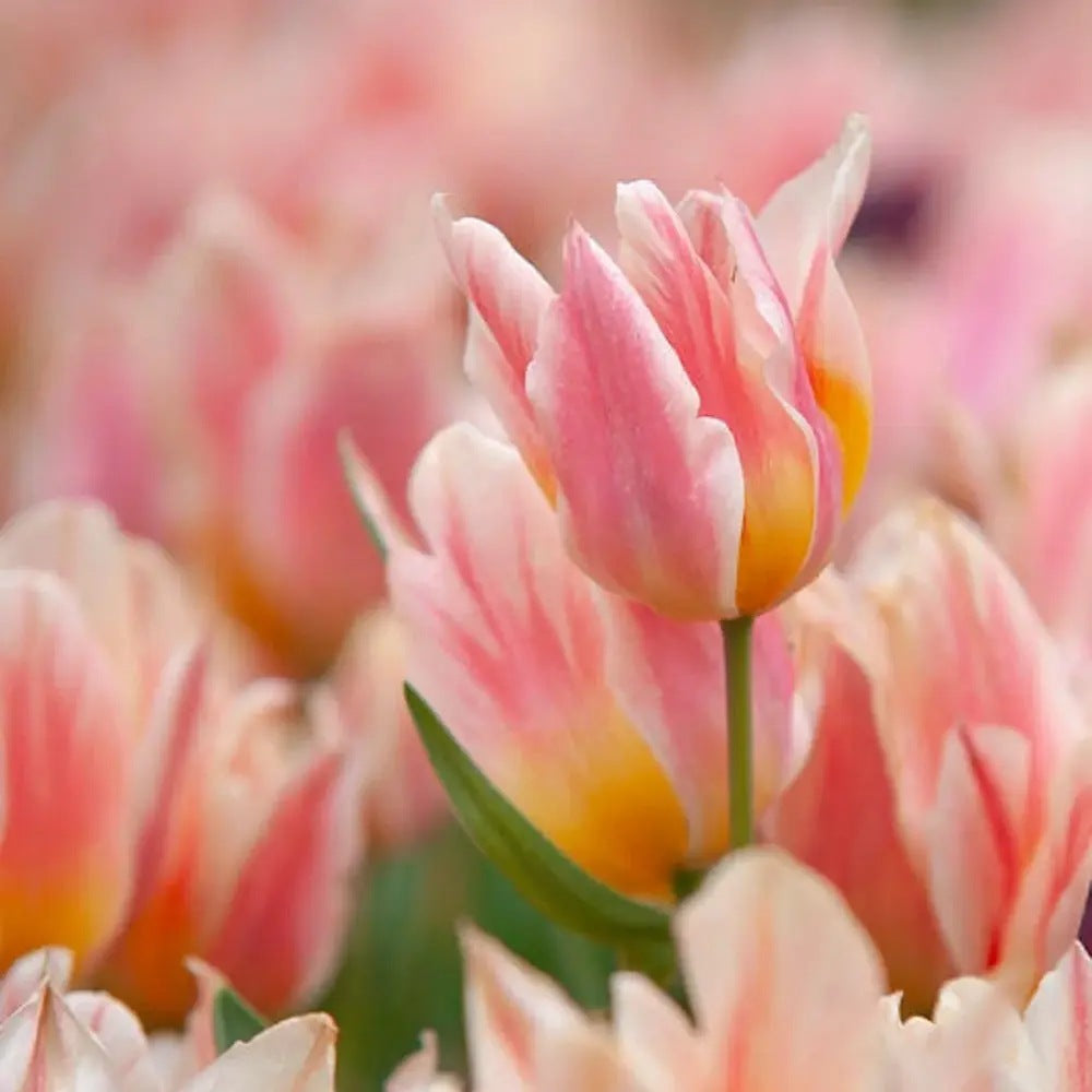 Bulbi Lalele Quebec, set de 7 buc cu flori roz-crem, roz-crem, inflorire aprilie, ideali pentru gradini si borduri