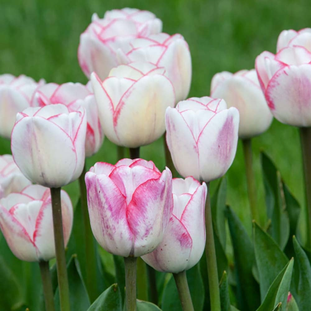 Bulbi Lalele Hugs & Kisses, set de 7 buc cu flori roz-albe, inflorire aprilie, crestere rapida