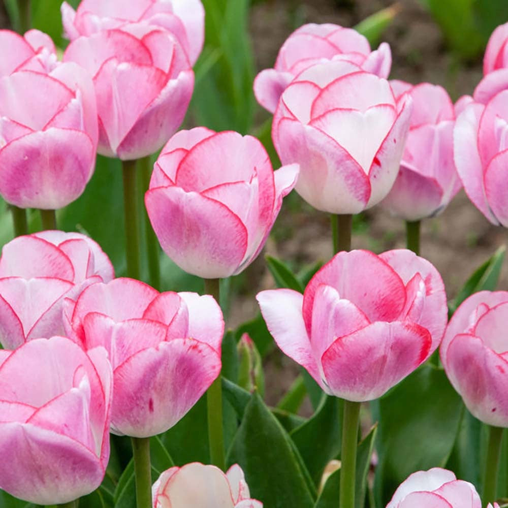 Bulbi Lalele Hugs & Kisses, set de 7 buc cu flori roz-albe, inflorire aprilie, crestere rapida