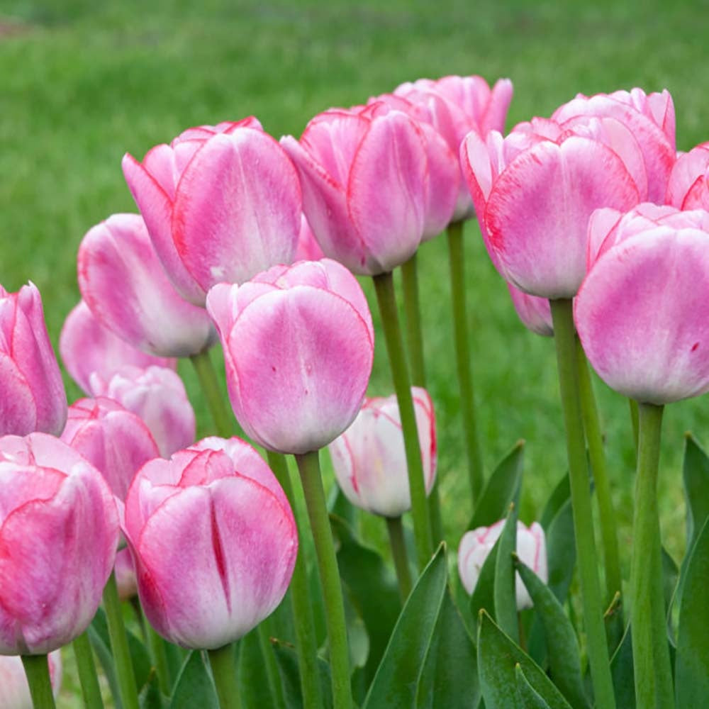 Bulbi Lalele Hugs & Kisses, set de 7 buc cu flori roz-albe, inflorire aprilie, crestere rapida