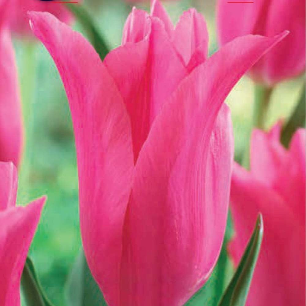 Bulbi Lalele Pretty Love, set de 7 buc cu flori roz, inflorire aprilie, rezistent la frig