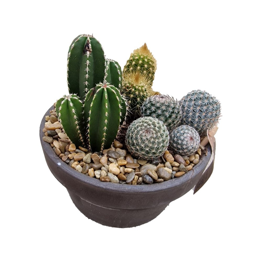 Aranjament Cactusi XS, decor exotic de interior, cadou corporate sau cadou pentru cei dragi, model III
