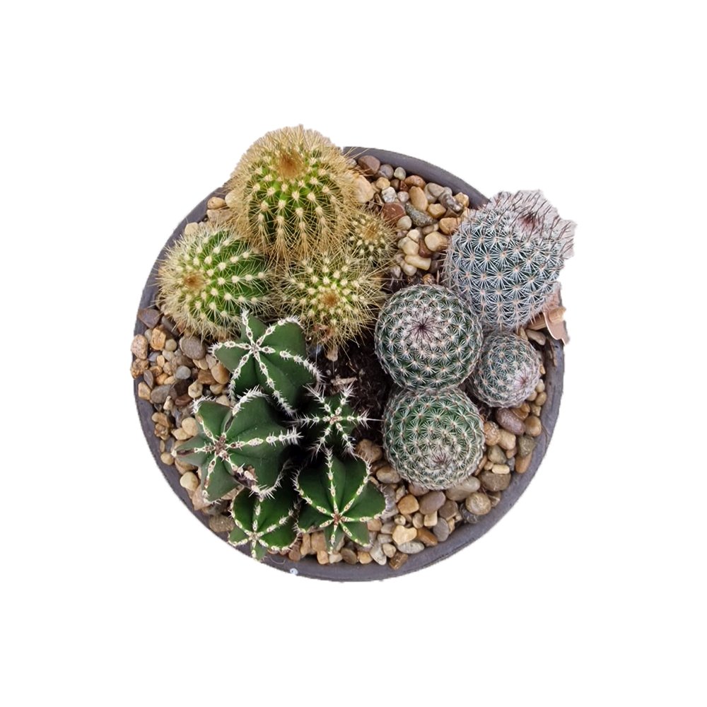 Aranjament Cactusi XS, decor exotic de interior, cadou corporate sau cadou pentru cei dragi, model III