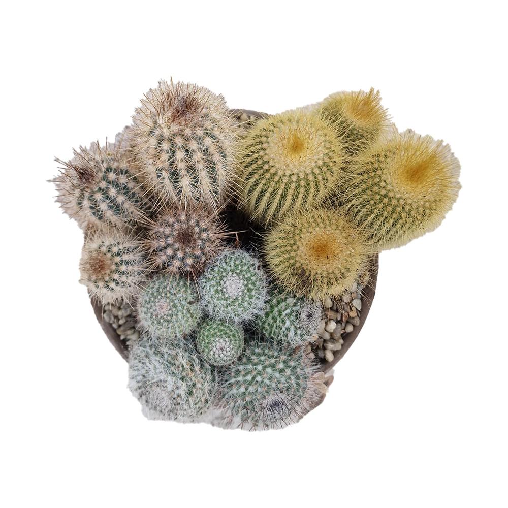 Aranjament Cactusi XXL giveci din lut gri, decor exotic de interior, cadou corporate sau cadou pentru cei dragi model II