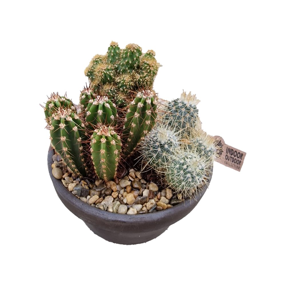 Aranjament Cactusi XS, decor exotic de interior, cadou corporate sau cadou pentru cei dragi