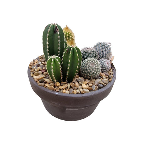 Aranjament Cactusi XS, decor exotic de interior, cadou corporate sau cadou pentru cei dragi, model III
